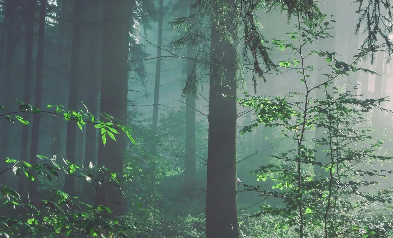 morning light through a misty green forest
